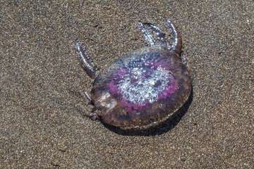 La playa de Melenara se llena de medusas (Foto Antonio Rico)